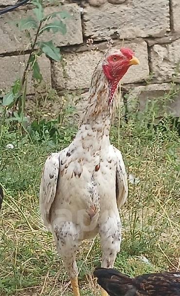 bulbul quşu: Məhsul: Uzunboyun döyüş tipli xoruz Salam 7 ayliqdu qiymetde — 3