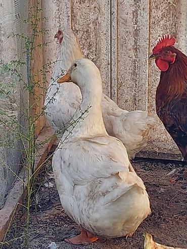 зайчи: Продаю | Куры, Петух — 4