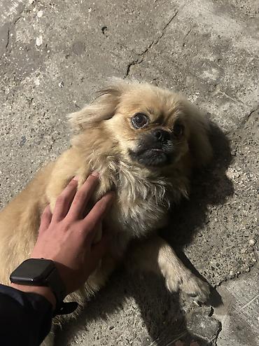 it satan: Pekines, 1 il, Erkək, Peyvəndli, Ünvandan götürmə — 1