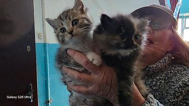 шотландская длинношерстная кошка цена: Котята, коротко- и полудлинношёрстные. - Полосатый серый котёнок с — 3