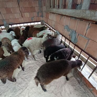 Qoyunlar, qoçlar: Salam aleyküm 215 mantdan 240 manata kimi deyişlir saxlamlqa yararlı — 11