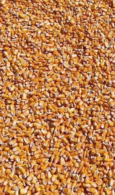 Айыл-чарба жаныбарлары: Кукуруза фуражная (зерно) сорт KwS

жугору сатылат кургак 60 тонна — 3