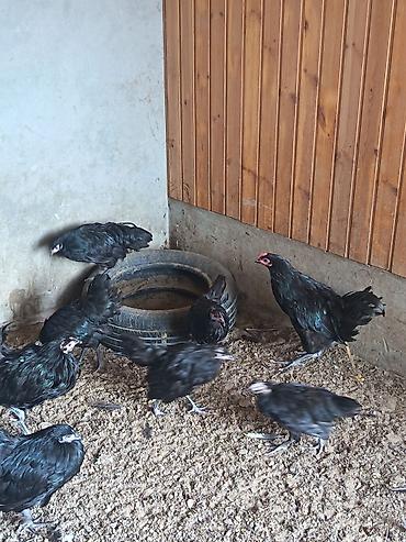 yumurtuyan toyuq: Toyuq, Australorp, Ətlik, Ödənişli çatdırılma — 2
