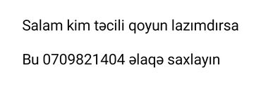 qoyun mal: Qoyunlar, qoçlar