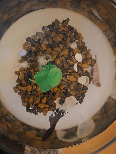 akvarim: Şüşə akvarium dəsti içindəki aksesuarlarla birlikdə satılır — 4