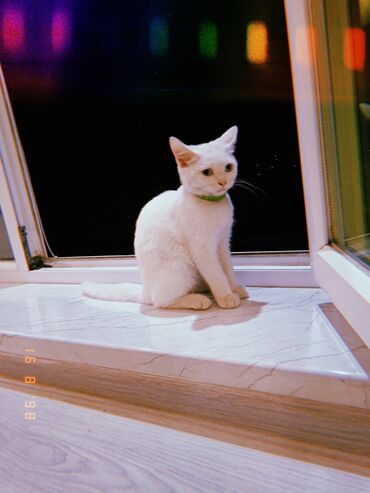 Pişiklər: Dişi, Yaxşı əllərə, Ödənişli çatdırılma — 2