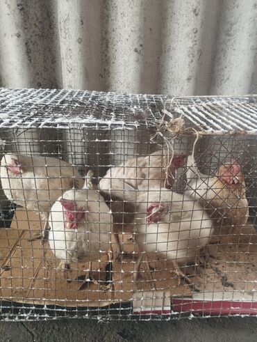 купить кур несушек на птицефабрике: Продаю куреи́ несушек