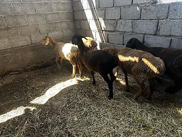 Баран, овца: Продаю | Баран (самец) | На забой at lalafo.kg — 9 Баран, овца: Продаю | Баран (самец) | На забой — 9