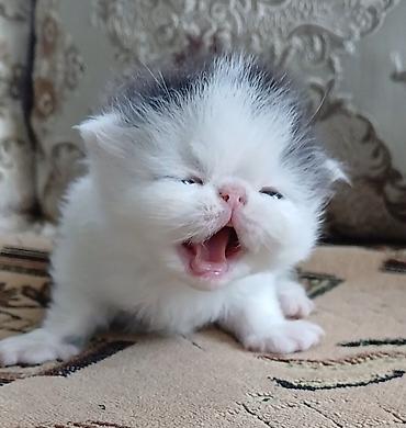 Продажа кошек: Персидский котёнок. Эксклюзив ! Шикарная персидская кошечка в — 3