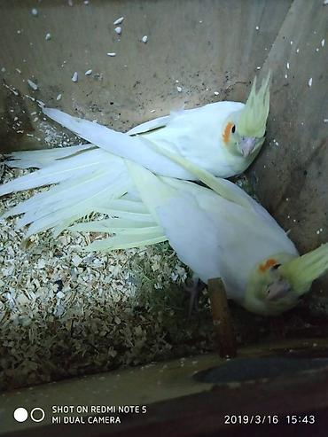 bulbul satılır: Diqqet quslarin altinin ve yerinin temizliyine fikir verin — 9