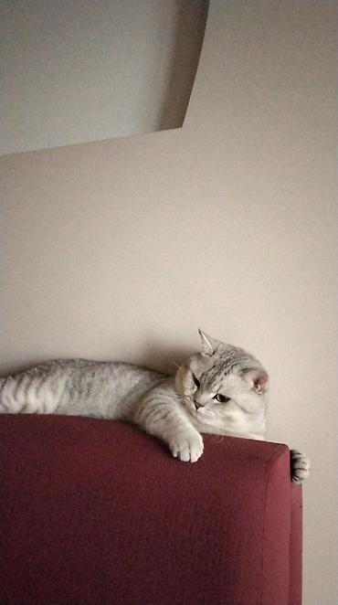 silver şinşila: Şinşilla, Erkək, Cütləşmə üçün — 3