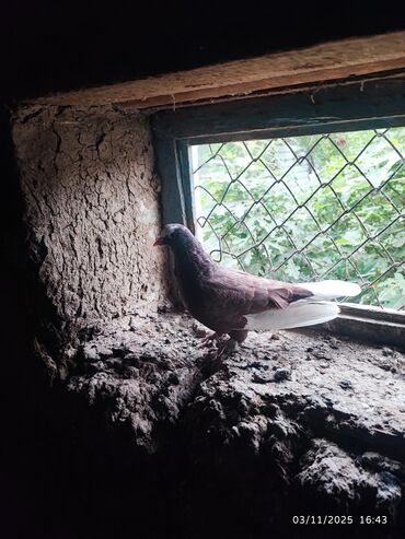 rottweiler balasi qiymeti: Salam Bir ədedi 3 az hamsi ucunan quşlarıdi Şəxsi sağlanilan