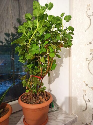 Otaq bitkiləri: Masazır ev gülləri — 8