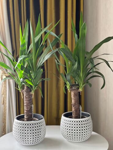 Другие комнатные растения: Продаю комнатные цветы! Зелёные, красивые, ухоженные — выращены с — 9