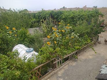 usda aleti: Məhsul: Meyvə və tərəvəzli fərdi bağ sahəsi Təsvir: - Yaşıl və sərin — 3