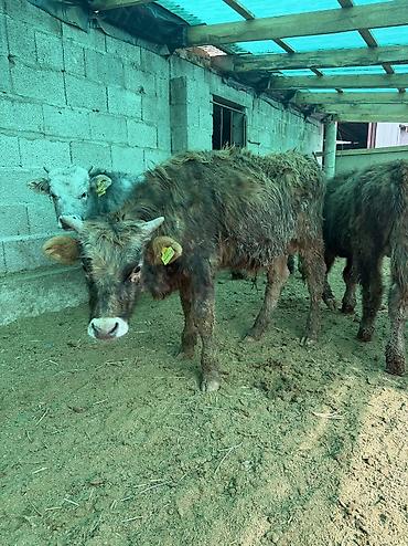 Коровы, быки: Продаю | Бык (самец) — 3