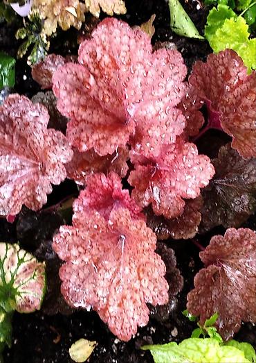 Другие садовые цветы и кустарники: Продаю гейхеру. В коллекции более 80 сортов. Звоните по тел. Вацап — 7