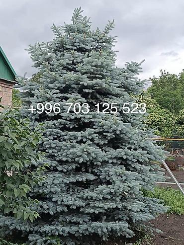Ель голубая (Picea pungens ‘Glauca’) 5 метра - Эффектная хвойная с