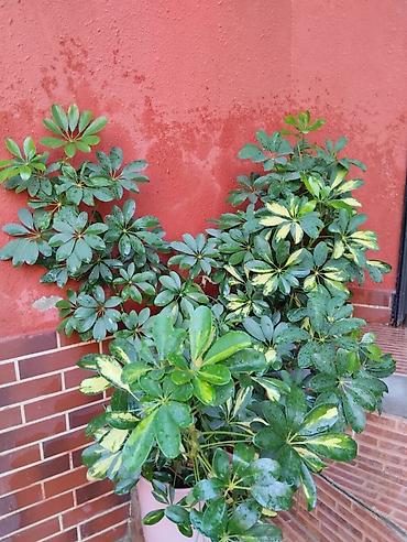 diffenbaxiya bitkisi: Schefflera (Umbrella Plant) – dekorativ otaq və eyvan bitkisi - Növ — 1