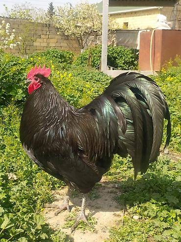 it satisi 2020: Australorp Alman cinsi cücə 4.50 və yumurta 2.50 — 1