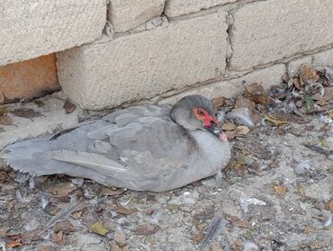 Ördəklər: LAVANDA lal ördekler. 8 aylıq erkeylerdi .damazdiq heyvanlardi.temiz — 3