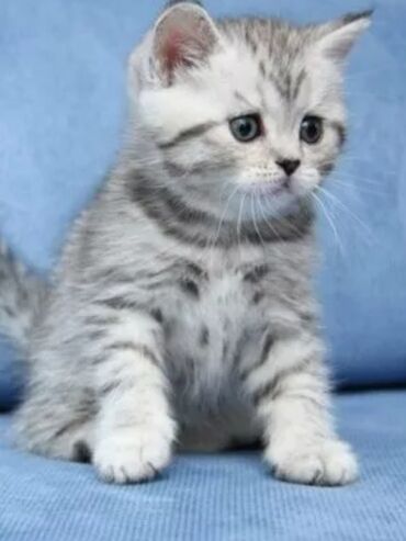 шубка лиса: Шикарный шотландский котенок с набивной шубкой красивого окраса