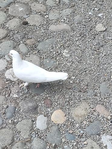 bildircin əti satisi: 10 adatdi Bakı qyşdarIdI.Şəmkirdə qalır — 2