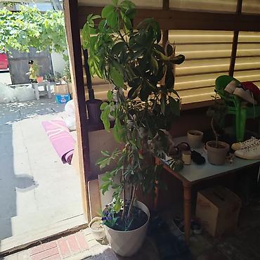 diffenbaxiya bitkisi: Bitki: Şeflera (Schefflera arboricola, “cəngəl çətiri”) Tip: Otaq — 4