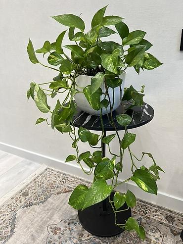 Фикусы: Фикус Бенджамина в напольных кашпо - Два взрослых деревца в отдельных — 40