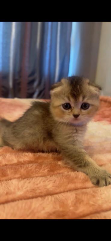reklam ofisi: Temiz şotlant balası 200 m satram
Dişi ve erkey bala var — 4