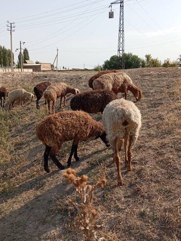 пресс чоп сатылат: Сатам | Ургаачы кой (ургаачы), Кочкор (эркек) | Гиссар, Аргын | Көбөйтүү үчүн | Ургаачы