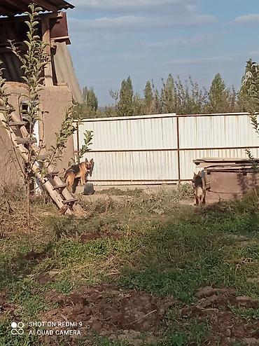 тазы собака: Немецкие овчарки — рабочие и сторожевые собаки - Порода: немецкая — 1
