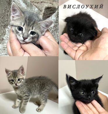 кошка с разными глазами: Девочка, Метис, Приучена к лотку, Проглистована
