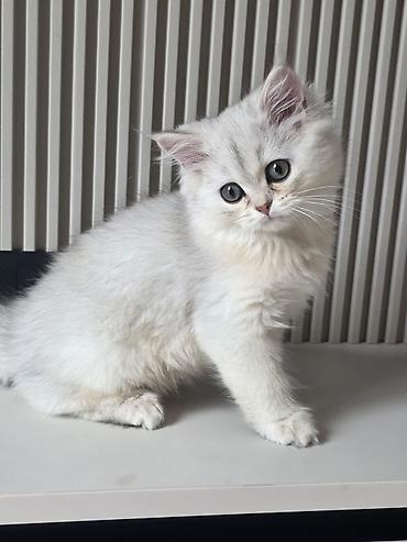 кошка золотая шиншила: Скотиш Страйт (Шотландская прямоухая), 3 месяца, Мальчик, Серебристая шиншилла, Приучена к лотку — 4