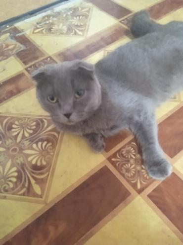 кошка манас: Скотиш Фолд (Шотландская вислоухая), более 5 лет, Девочка, Черепаховый, Приучена к лотку — 4