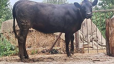 Inəklər, öküzlər: Dişi, Simental, il: 2, 600 kq — 2