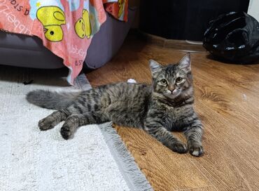 корм для кошек и котят: Кошка даром: Беспородная, 6 месяцев, Девочка, Приучена к лотку, Проглистована