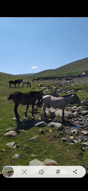продаю музоо торпок корова самка бык самец айрширская ангус алатауская на забой для разведения на откорм племенные нетель привязанные: Сатам | Тай | Кара Жорго | Союуга