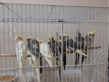 Akvarium aksessuar və ləvazimatları: Sultan quşları 50azn 
Hazır cüt bala verən 120 azn