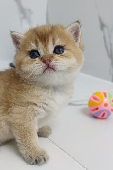 скоттиш страйт шотландская прямоухая кошка: Питомник шотландских кошек предлагает к предварительному резерву