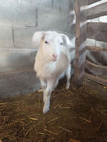 Козы, козлы: Продаю | Коза (самка) | Для разведения — 18