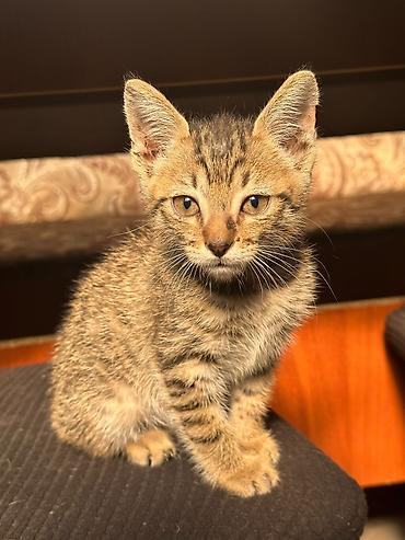 манчкин кошка: Кошка даром: Беспородная, 2 месяца, Мальчик, Приучена к лотку — 3