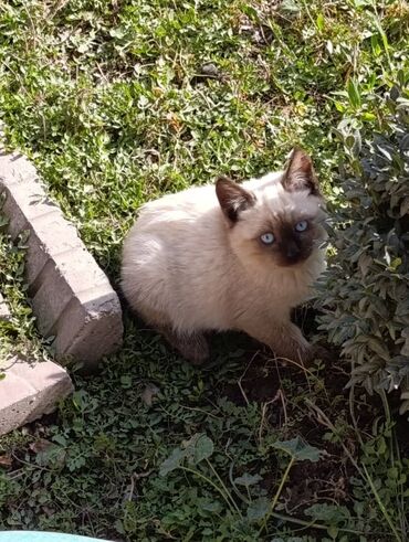 отдам животных в хорошие руки: 🐾 Очаровательные котята ищут добрые руки! Наша кошка снова стала