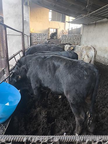Коровы, быки: Продаю | Бык (самец) — 4