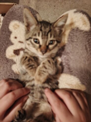 Pişiklər: Tabbi — 2