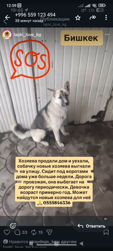 Отдам даром собаку: ‼️‼️‼️срочно нужен любящий хозяин номера телефонов указаны на фото at lalafo.kg — 3 Отдам даром собаку: ‼️‼️‼️срочно нужен любящий хозяин номера телефонов указаны на фото — 3