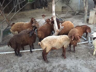 Qoyunlar, qoçlar: Dişi, Qala, il: 1, 60 kq, Damazlıq, Ünvandan götürmə
