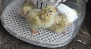 Balıqlar: 12 yumurtalıq inkubator satiram tam islekdir gorduyunuz kimi 60 m