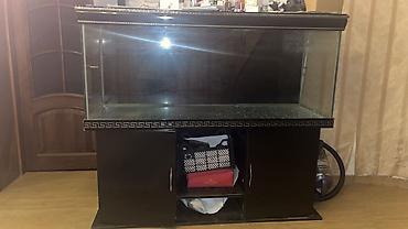 akvarium gəncə: Dördbucaq akvarium, Boş, 700 l, Ünvandan götürmə — 2