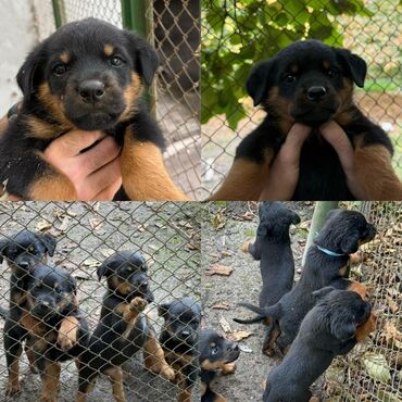 İtlər: Rotveyler, 2 ay, Dişi, Peyvəndli, Ünvandan götürmə — 8